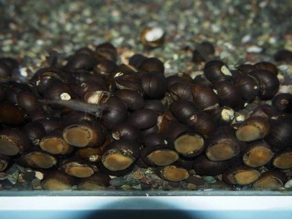 石巻貝　１０匹　コケ取りに　サイズ多少前後します_画像1