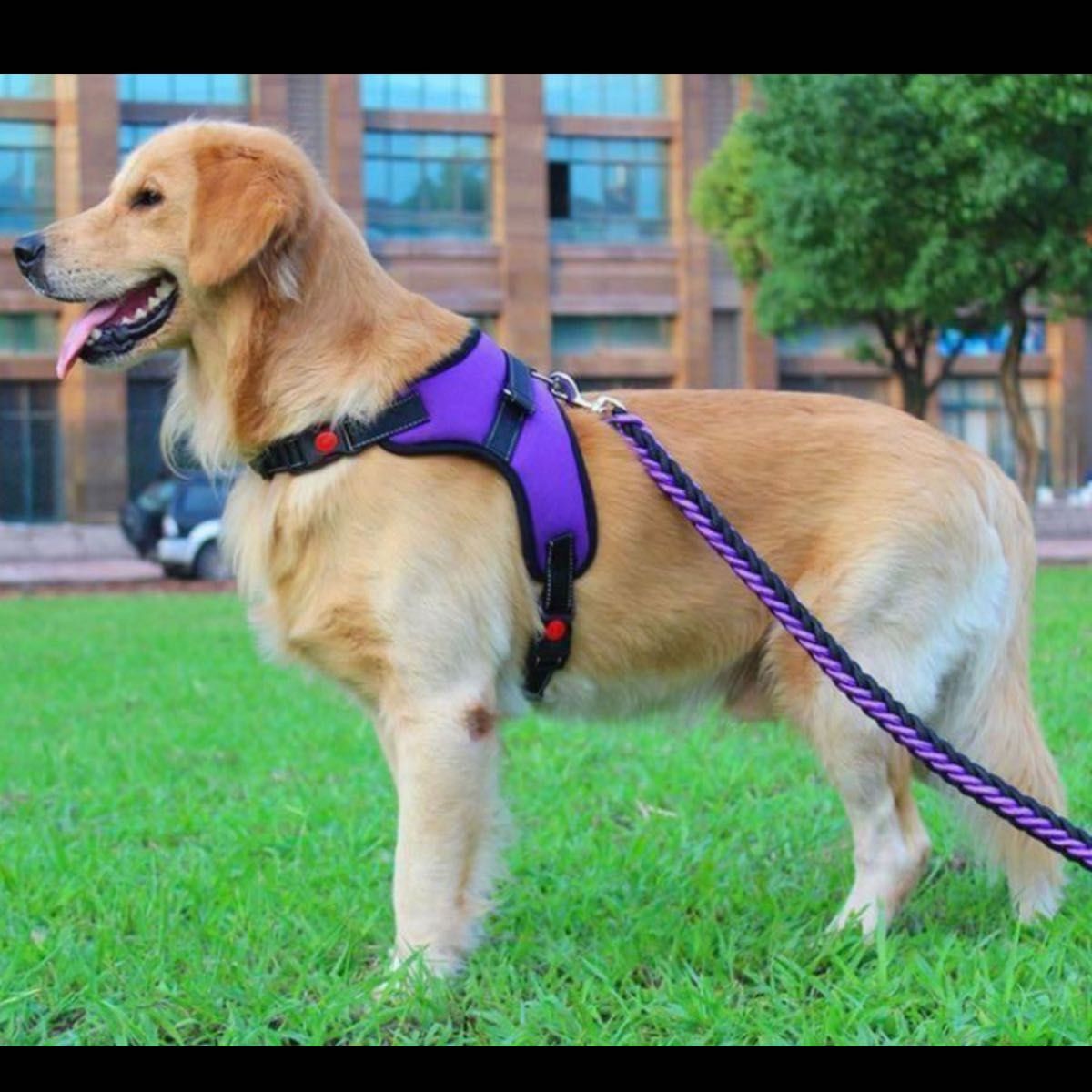 ハーネス&リード セット 大型犬 中型犬 L 紫