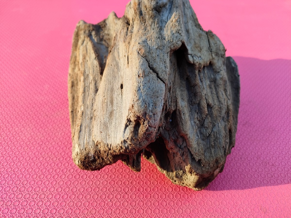 北海道産流木(海で採取)22cm　アクアリウム　穴開き　蜂の巣　鍾乳洞　隠れ家としても_画像5