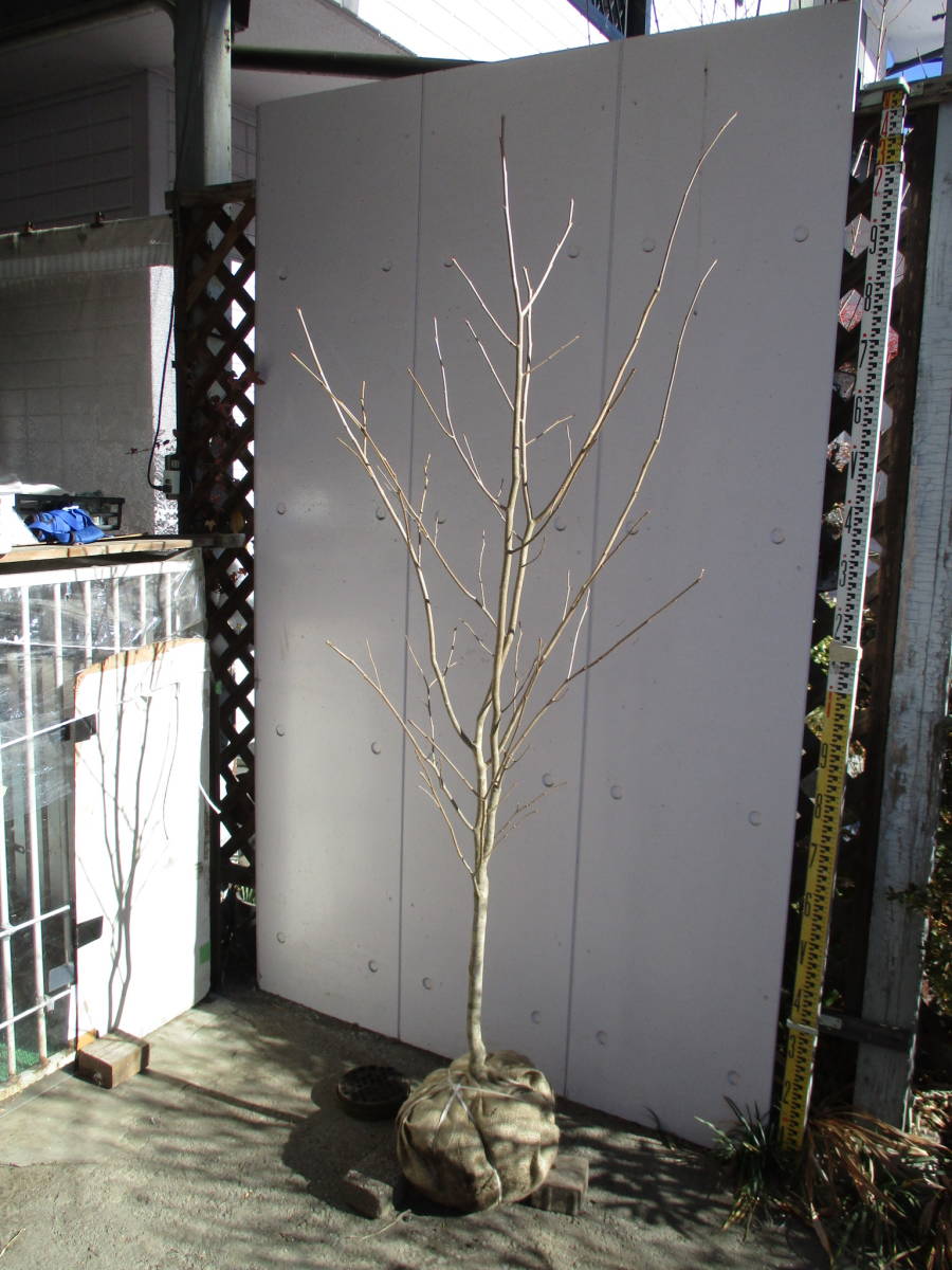  production person direct sale! rare! *silaki* height of tree 1.85m