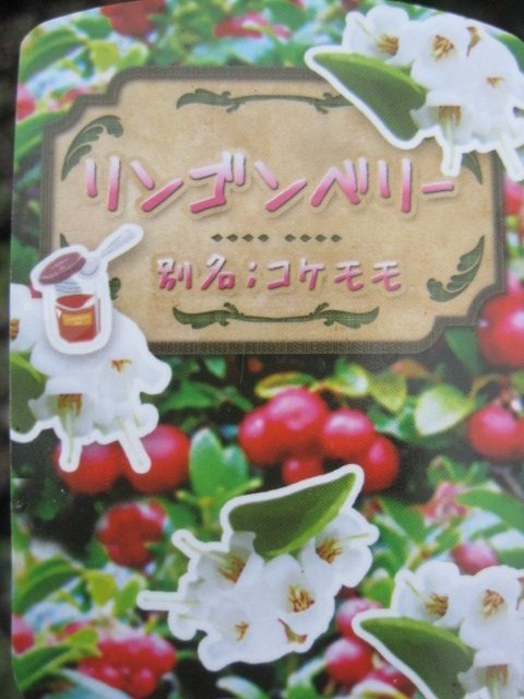 リンゴンベリー苗　話題のスーパーフード　生食　ジャム　ドライフルーツに　耐寒性宿根草_画像1