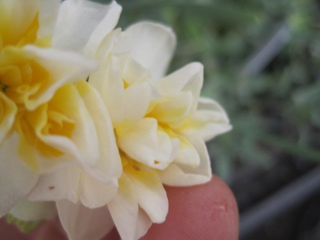 水仙の花付き球根苗　『香り日本八重』　9センチポット　耐寒性_画像5