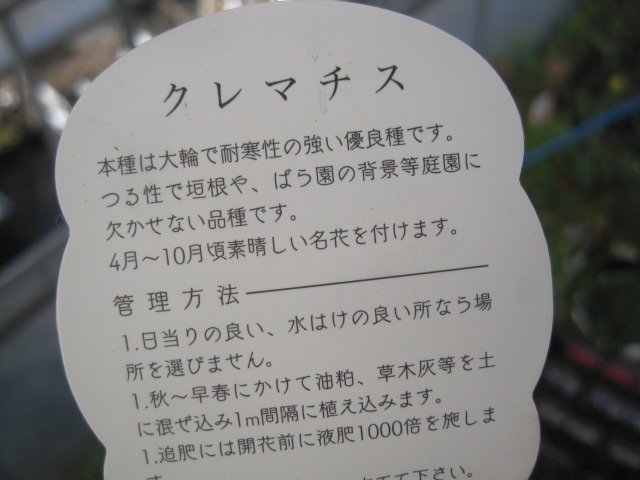 クレマチス苗　『花炎』　赤系　八重咲　2号ポット　１年生苗_画像5