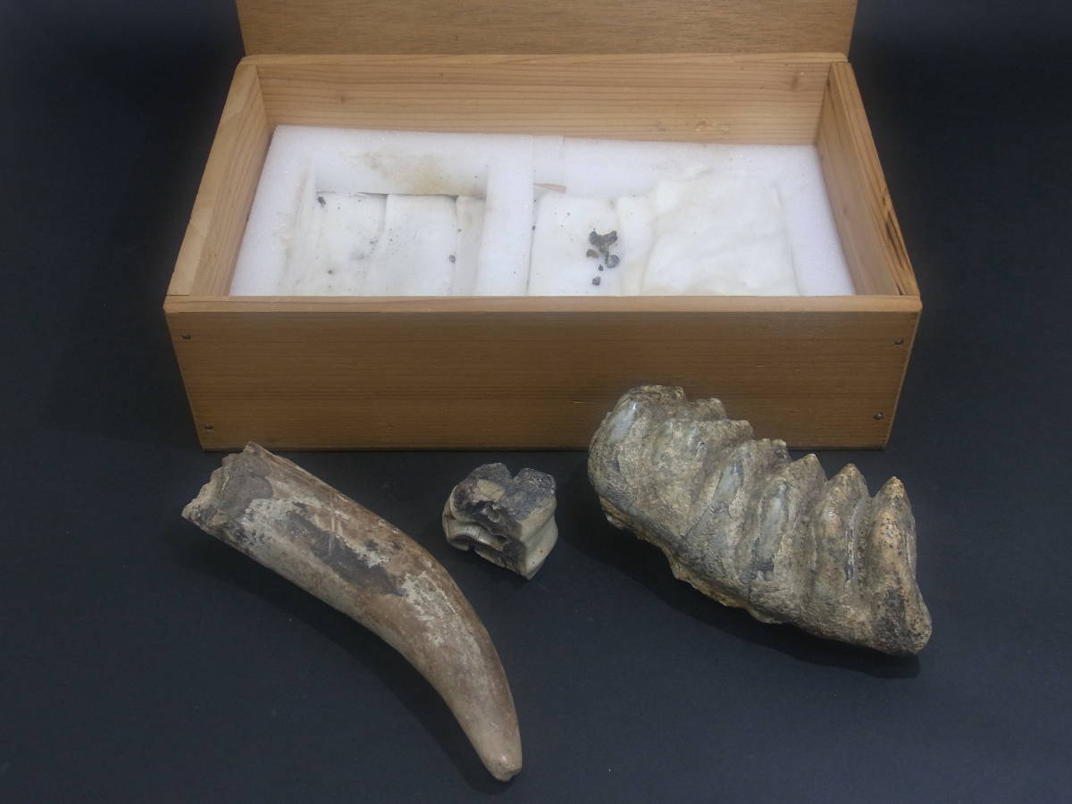 ZZ24) 蔵出し化石3点まとめセット牙骨歯恐竜マンモス初だしコレクター