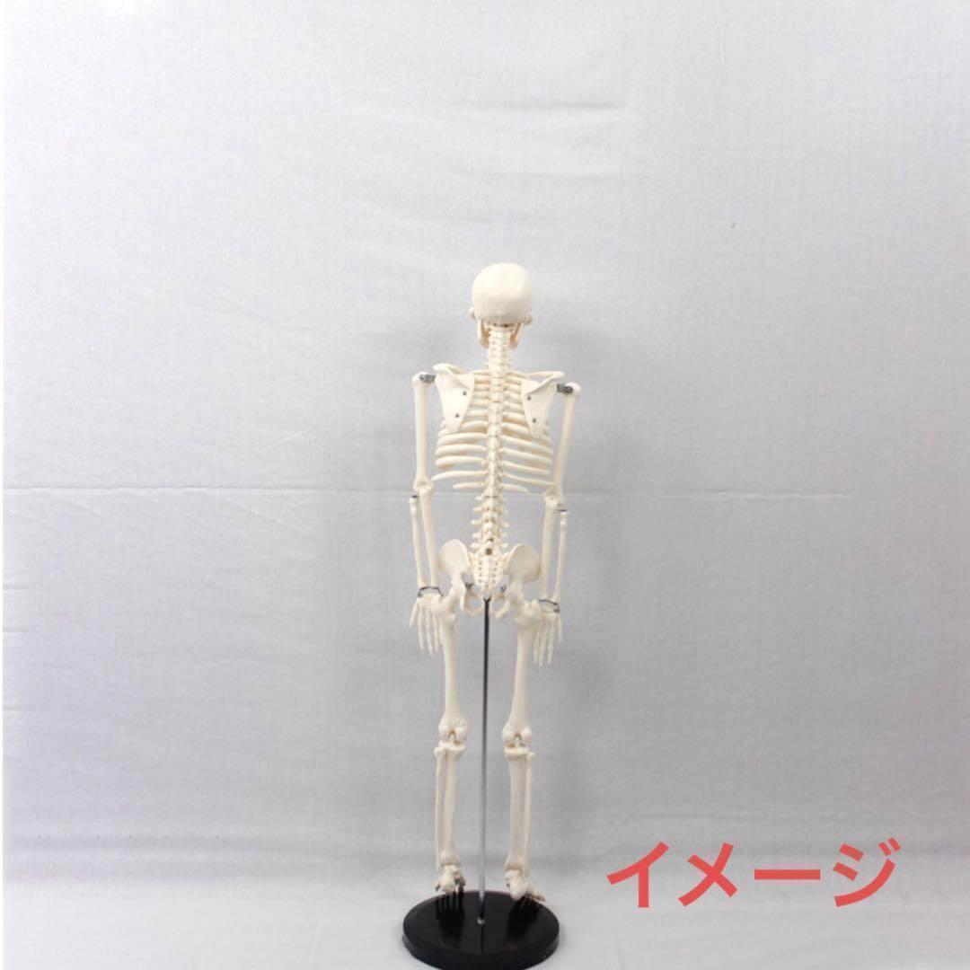 勉強に最適♪ 人体模型　45cm 1/4サイズ 骨格標本 骨模型 医学教材　②_画像4