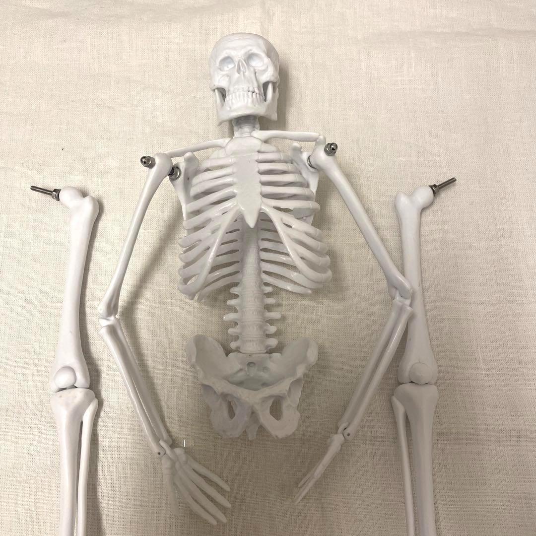 勉強に最適♪ 人体模型　45cm 1/4サイズ 骨格標本 骨模型 医学教材　②_画像6