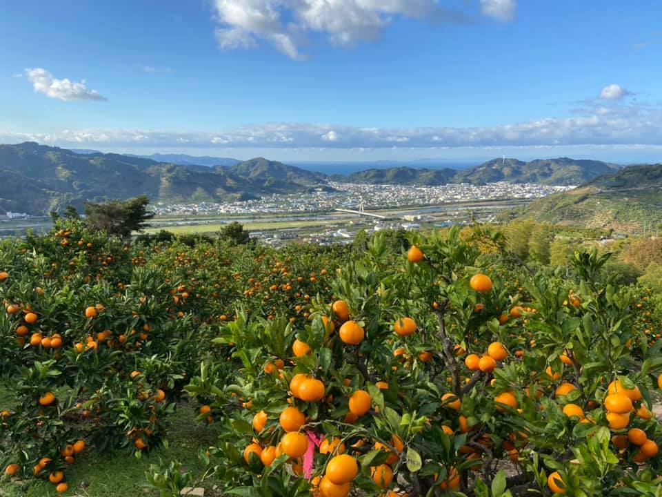 即決 甘い有田みかん　中～大粒＜156＞ 規格外　10kg 送料安_画像3