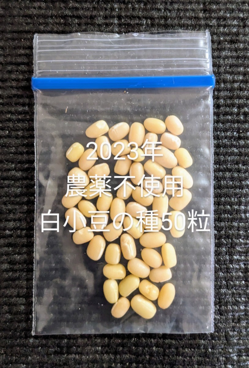 農薬不使用白小豆の種50粒_画像1