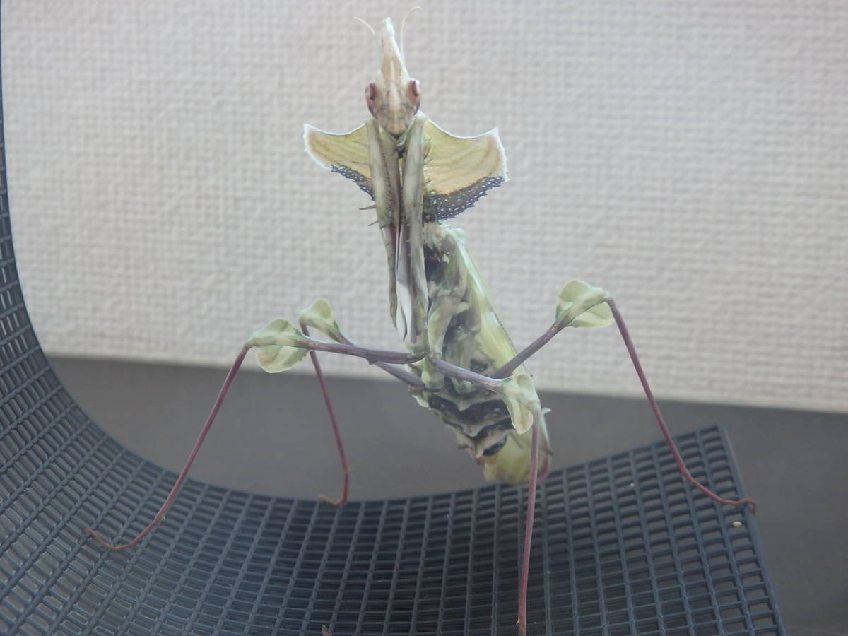 ニセハナマオウカマキリ成虫　♀単品　約１００ミリ/Idolomantis diabolica_画像7