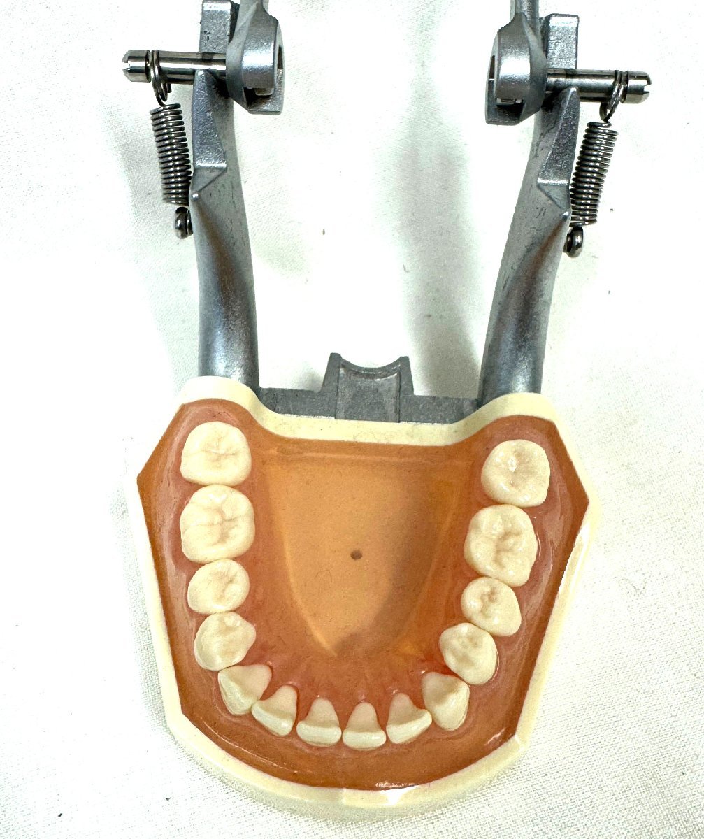 【中古】ニッシン 顎模型 PE-ANA009 複製歯牙着脱模型 複製模型歯着脱顎模型 複製根模型歯 NISSIN デンタルスタディモデル_画像4
