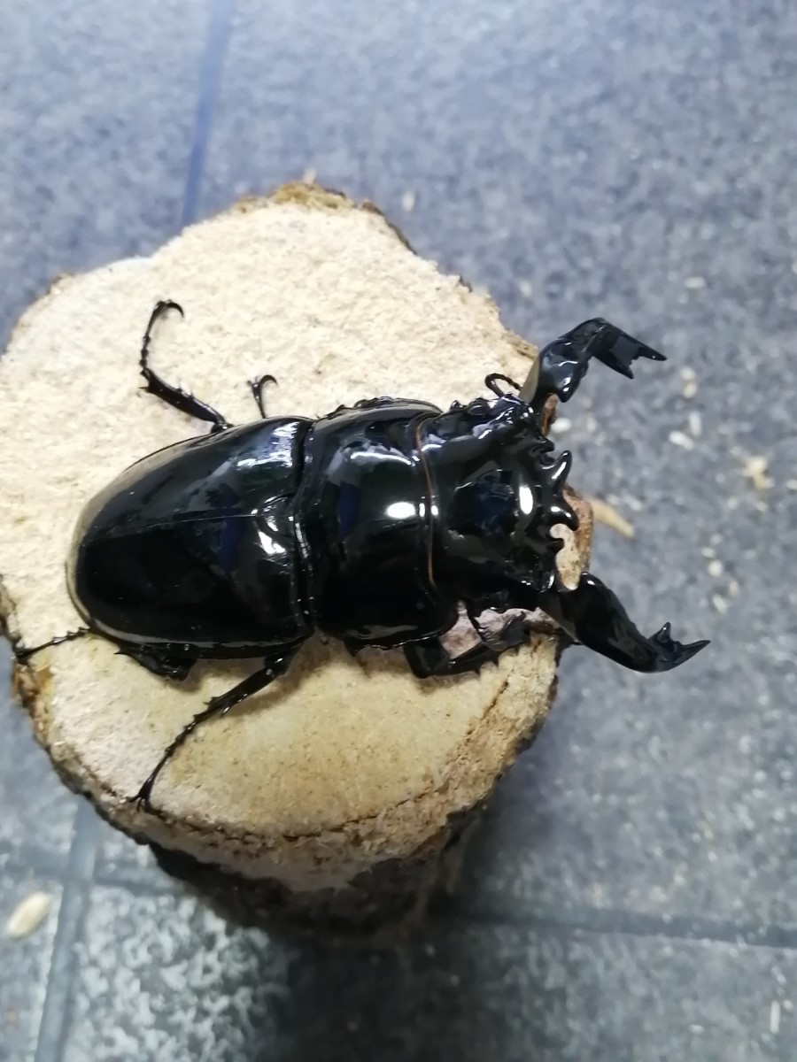 大型血統　タランドゥス　♂80mm ♀56mm　1ペア_画像2