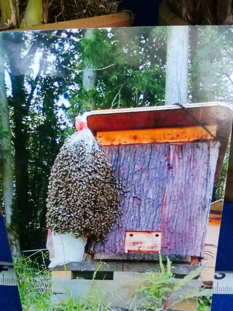 No.0111　原種　古典　ラン　白花　錦綾辺　キンリョウヘン　花芽付き　４ヶセット_画像6