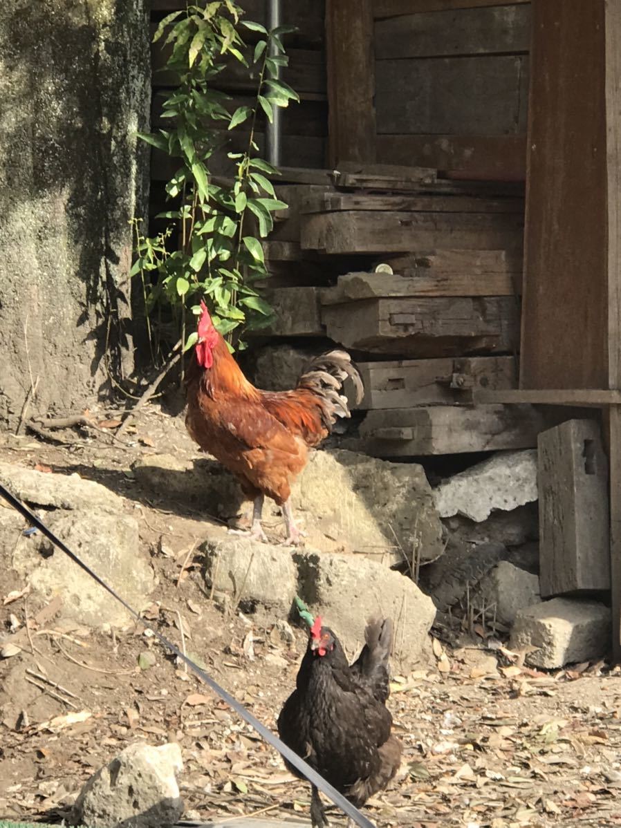 【食用】 有精卵 6個 　ニワトリ 卵 鶏 家畜 地鶏　 平飼い 未使用_画像5