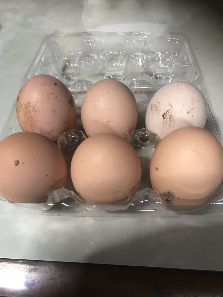 【食用】 有精卵 6個 　ニワトリ 卵 鶏 家畜 地鶏　 平飼い 未使用_画像1