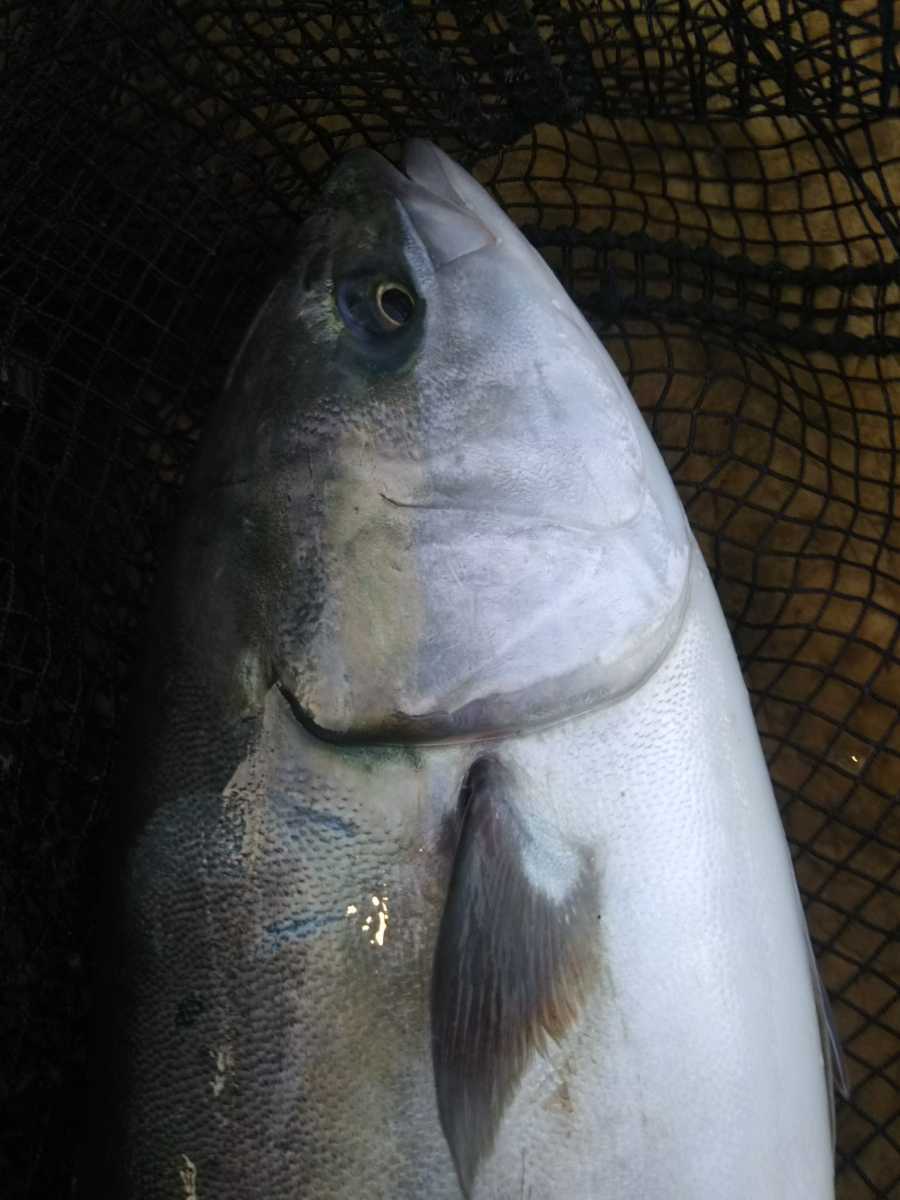 一本釣り・天然ワラサ3匹セット！！10日発送★_画像1