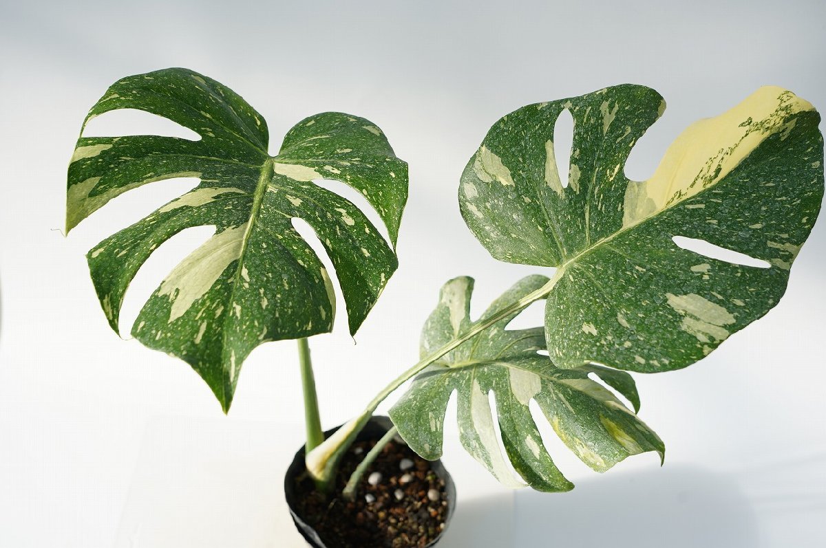 ★TO★斑入りモンステラ・デリシオサ　デリシオーサ　Monstera deliciosa 'Variegata'　4.5号ポット苗　現品　観葉植物　100サイズ_画像2