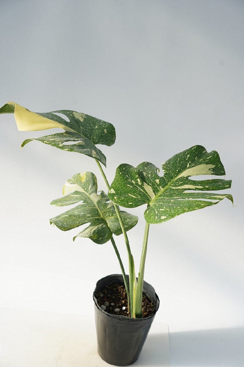 ★TO★斑入りモンステラ・デリシオサ　デリシオーサ　Monstera deliciosa 'Variegata'　4.5号ポット苗　現品　観葉植物　100サイズ_画像4