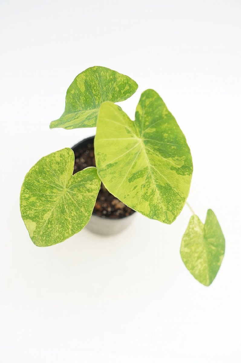 ★TO★コロカシアの新品種 ライム・バリエガータ　Colocasia esculenta ‘Lime Variegata' 観葉植物　アロイド　3号ポット苗　80サイズ_画像2