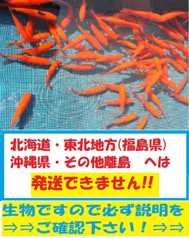 大姉　150匹　大姉金　金魚　餌金　エサ金　アネ