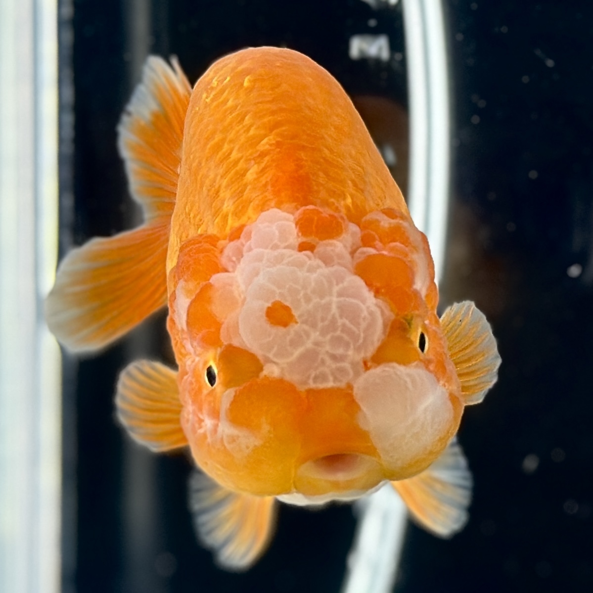 金魚専門店【GOOD's Gold Fish shop 名古屋】タイ産◆赤勝ち更紗◆らんちゅう◆バッファロー 窓_画像3