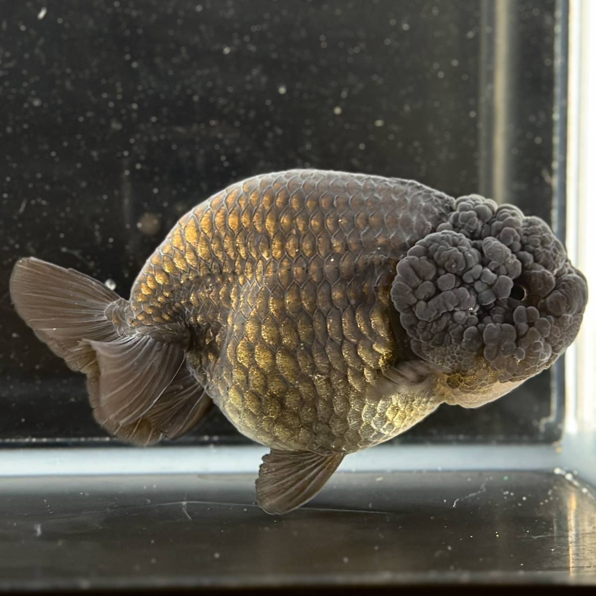  золотая рыбка специализированный магазин [GOOD\'s Gold Fish shop Nagoya ] Thai производство * золотой .* чёрный золотая рыбка * Buffalo золотистый, цвет шампанского 