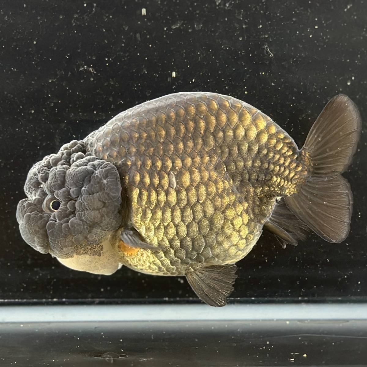  золотая рыбка специализированный магазин [GOOD\'s Gold Fish shop Nagoya ] Thai производство * золотой .* чёрный золотая рыбка * Buffalo золотистый, цвет шампанского 3