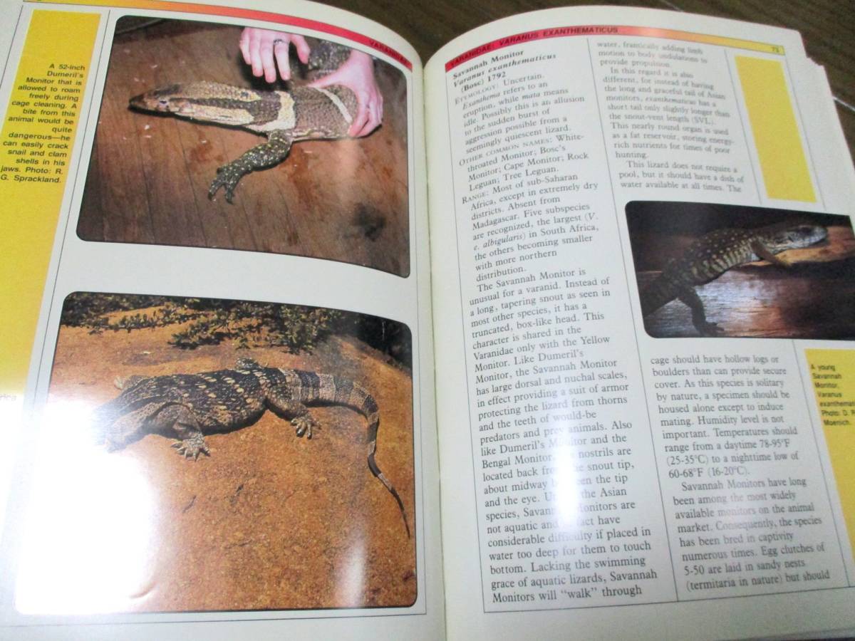  huge lizard breeding manual [ large book@]* foreign book photoalbum iguana oo lizard reptiles 