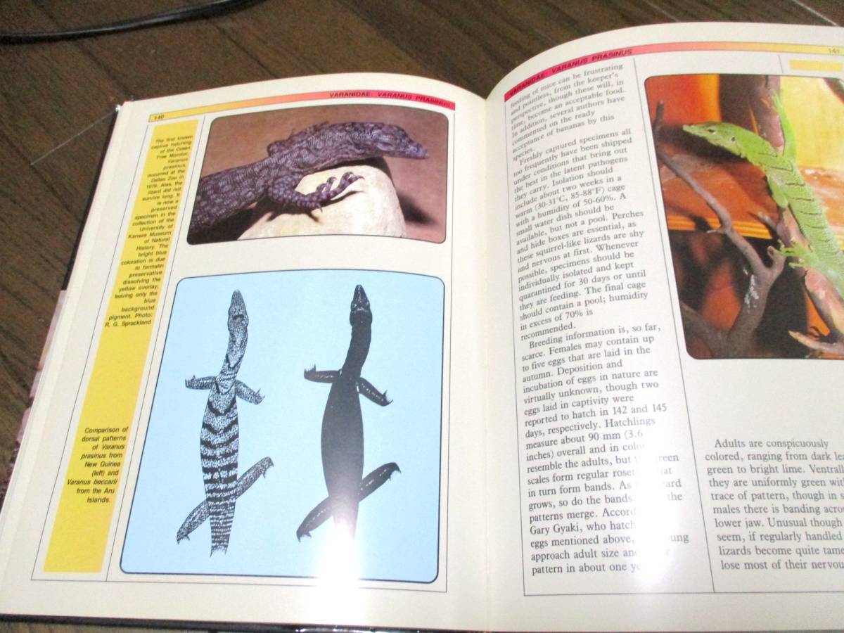  huge lizard breeding manual [ large book@]* foreign book photoalbum iguana oo lizard reptiles 