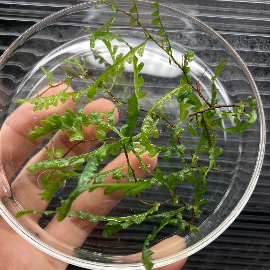 Teratophyllum aculeatum Nanga pinoh TB便 バードウィングファン　コケシノブ　シダ　熱帯植物　パルダリウム_画像7