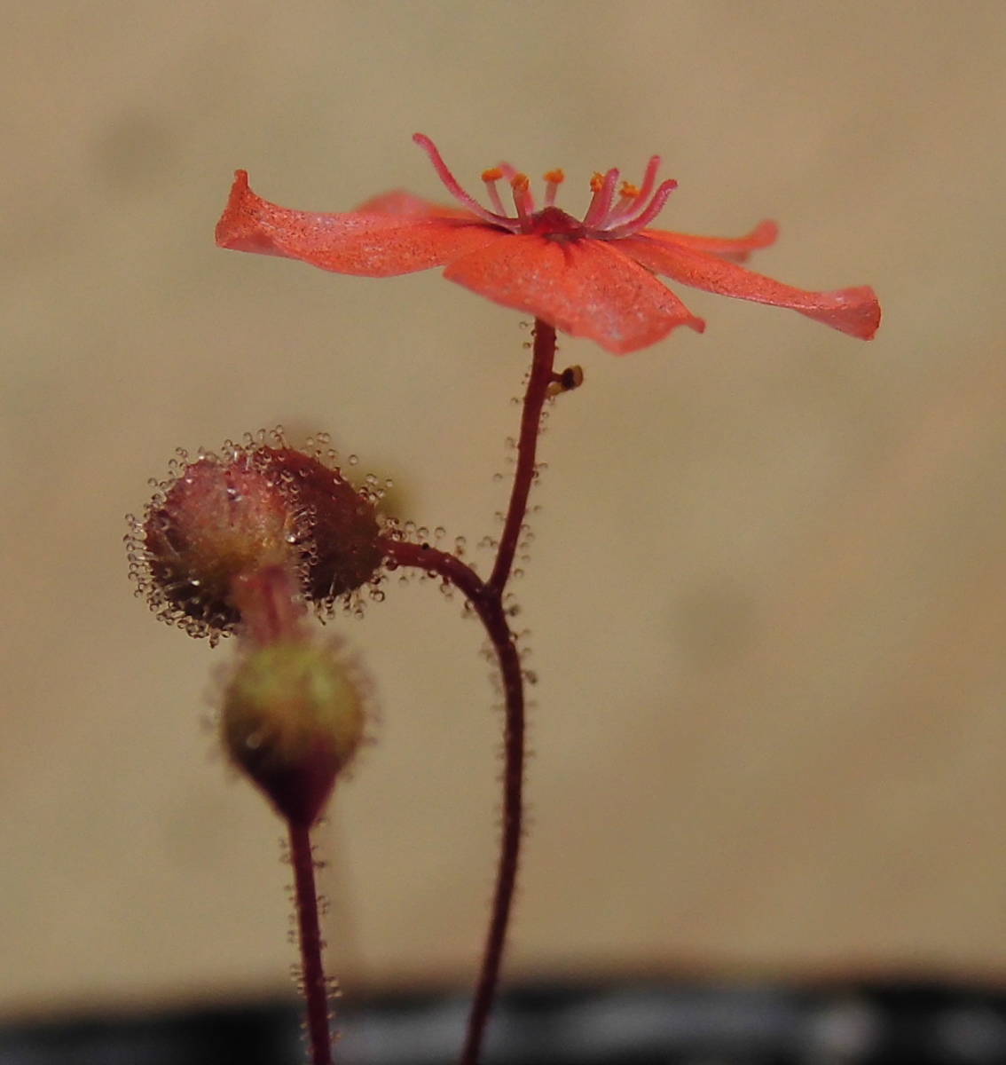 (食虫植物)ピグミー・ドロセラ プルケラ　ミッドオレンジ花(Drosera pulchella)のムカゴ7粒（即決なら10粒）_画像1