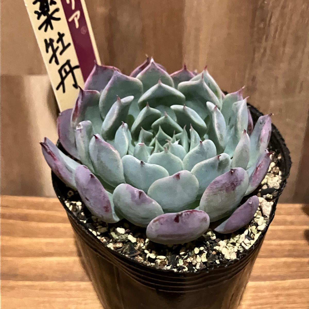 札付】おらいさん ミックスベリア 百合牡丹 芍薬牡丹 セット 札付】おらいさん ミックスベリア 百合牡丹 芍薬牡丹 セット