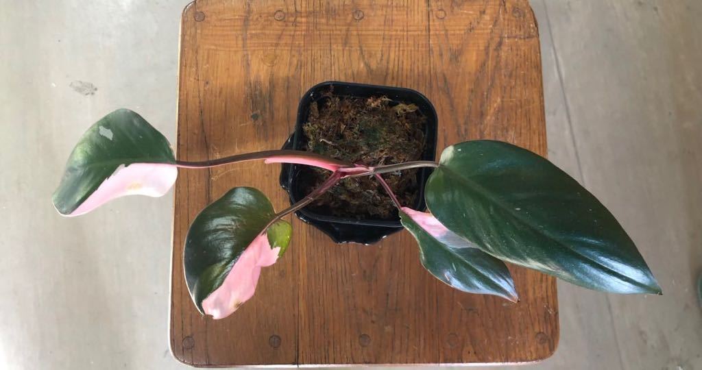 フィロデンドロン ピンクプリンセス Philodendron Pink Princess 1_画像3