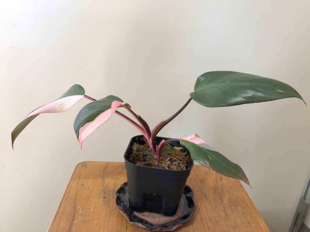 フィロデンドロン ピンクプリンセス Philodendron Pink Princess 1_画像1