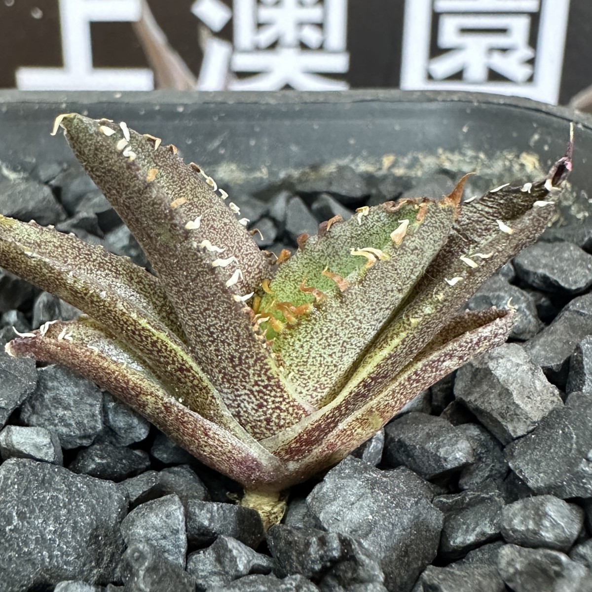 339【上澳園芸】アガベ チタノタ 裏棘 表棘 豆豆龍 (検agave白豪 339【上澳園芸】アガベ チタノタ 裏棘 表棘 豆豆龍 (検agave白豪