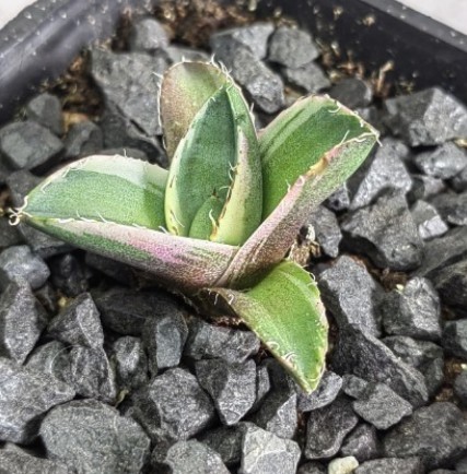 【390】アガベ チタノタ ジャガーノート 純血 白覆輪斑 発根済 希少優良TC株/ Agave titanota 'Juggernaut' pure blood_画像1