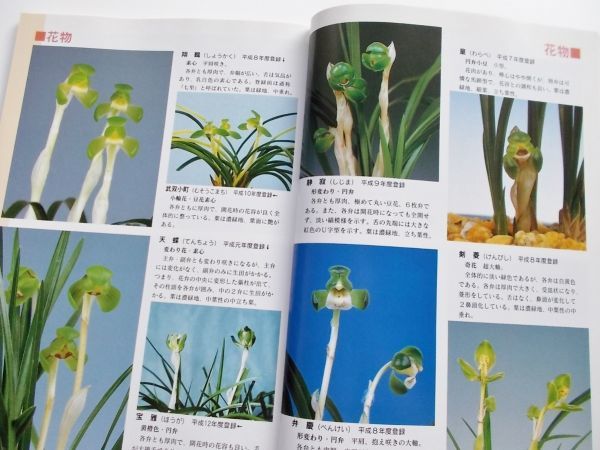 絶版希少本 春蘭平成銘品集銘花図鑑写真集約230種日本春蘭解説柄物仮銘無銘品花物赤花朱金色花縞覆輪花豆花素心花葉芸縞斑入り虎斑羆羅紗地_画像4