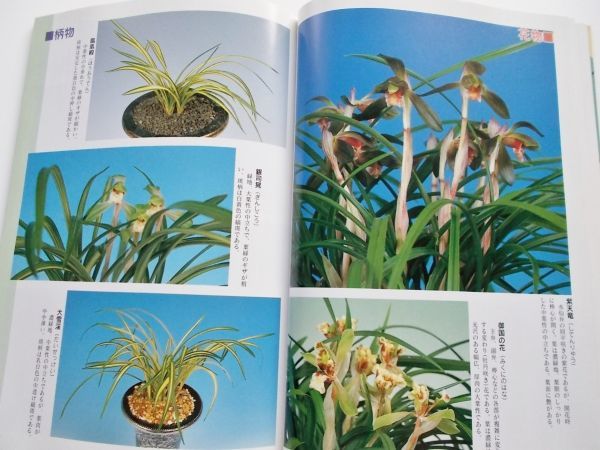 絶版希少本 春蘭平成銘品集銘花図鑑写真集約230種日本春蘭解説柄物仮銘無銘品花物赤花朱金色花縞覆輪花豆花素心花葉芸縞斑入り虎斑羆羅紗地_画像7