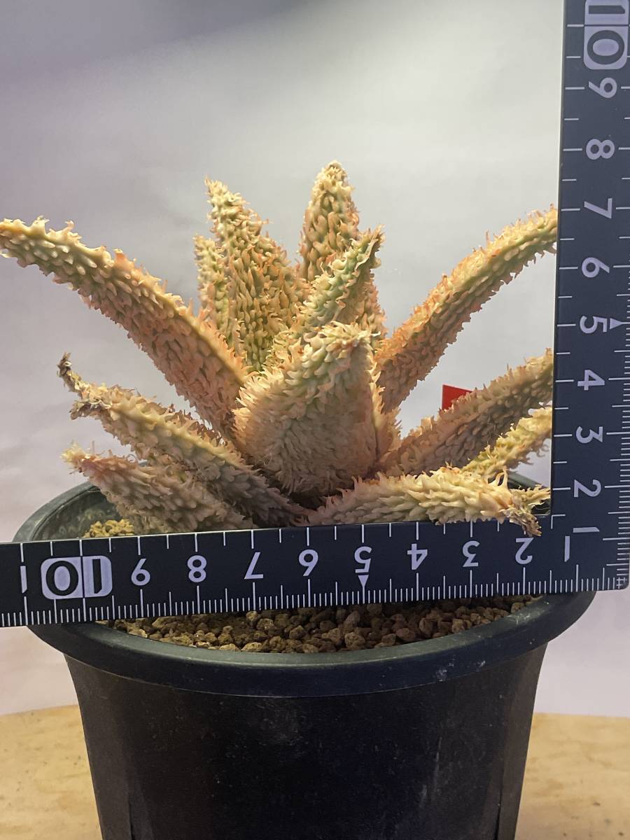 多肉植物 アロエ tempura テンプラ TCT original 親木サイズ 多肉植物 アロエ tempura テンプラ TCT original 親木サイズ