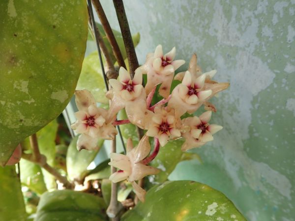 ホヤ・ミトラタ　香りの強い独特の花・アリ植物_参考までに。