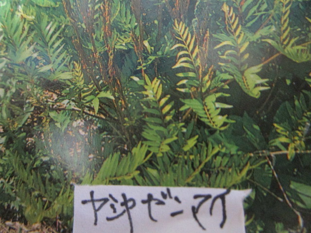 山野草　珍品ヤシャゼンマイ大株_画像1