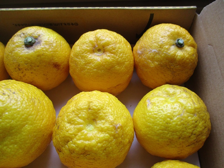 ゆず 柚子　無農薬 1.1kg 、18個 1月28 収穫品 、自然栽培_画像2