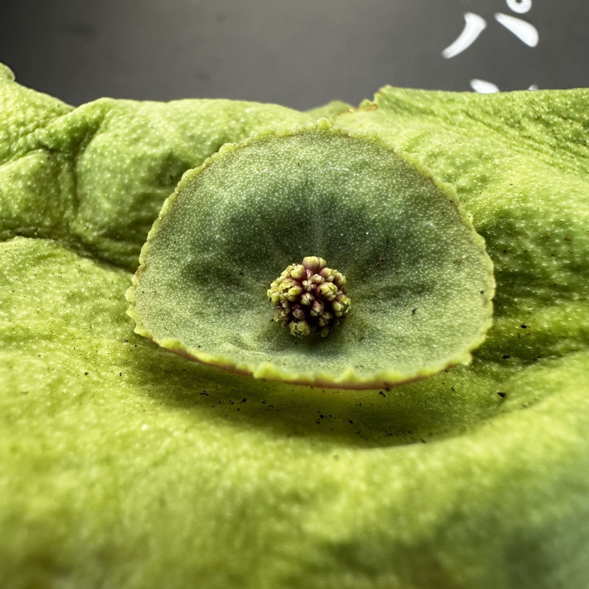 S27 【パンダ園芸】塊根性 クラッスラ ウンベラ ワインカップ Crassula umbella Wine-Cup 多肉植物 サボテン エケベリア チレコドン _画像2