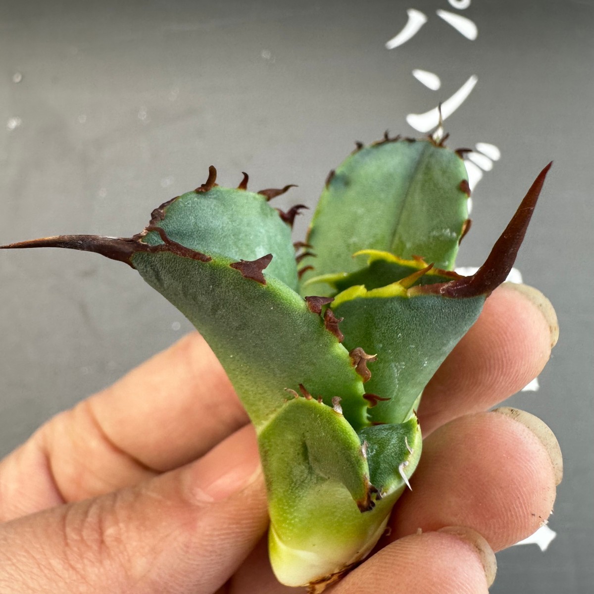 F31 【パンダ園芸】アガベ チタノタ OWL 海豹 agave titanota 寛葉厳龍 LBP 胴切り天芽子株 極上子株_画像5