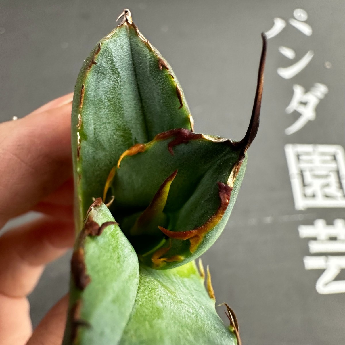 C26 【パンダ園芸】アガベ チタノタ OWL 海豹 agave titanota 寛葉厳龍 LBP 胴切り天芽子株 極上子株_画像2