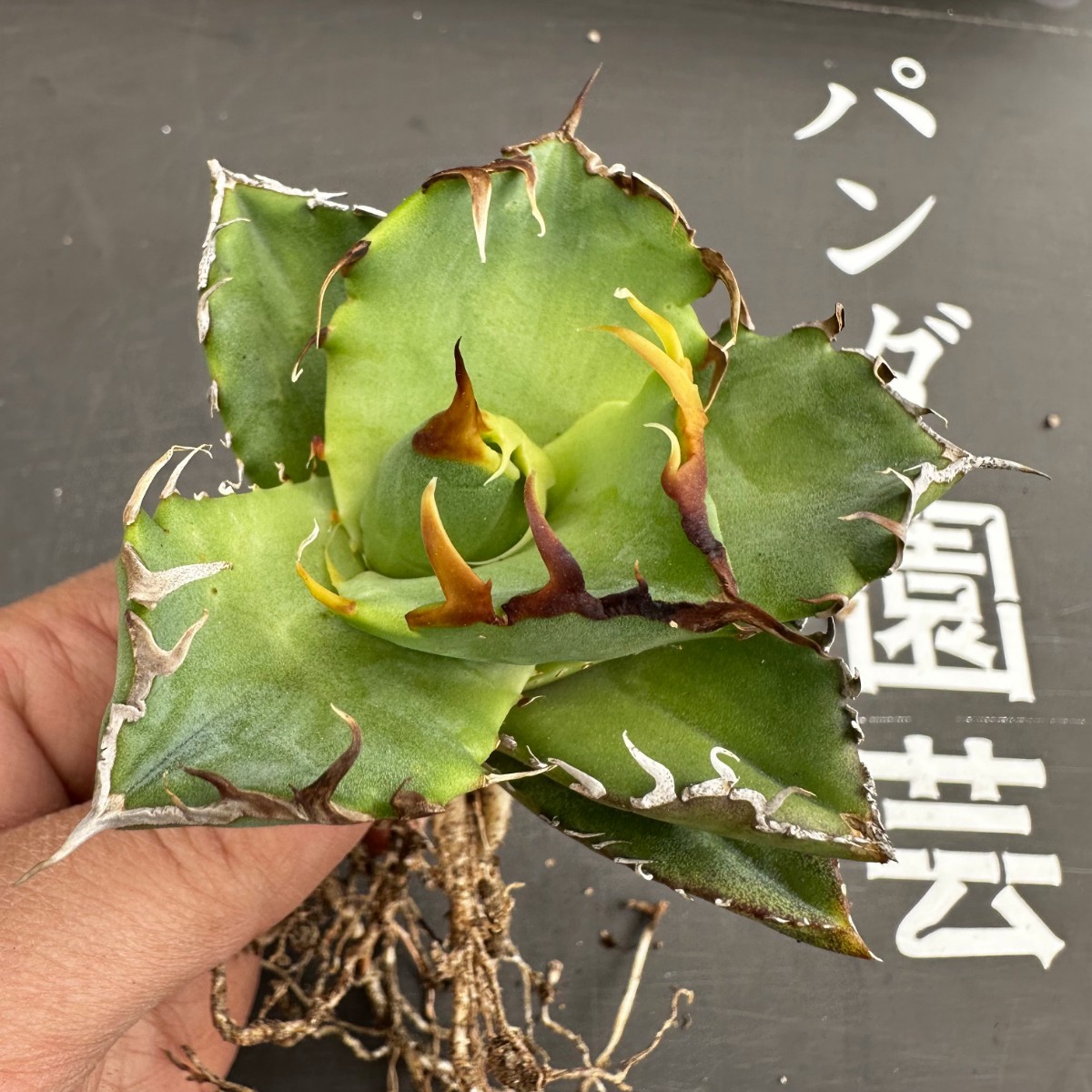 D28 【パンダ園芸】アガベ チタノタ 多肉植物 蟹 カニ強棘 極上株発根済み_画像6