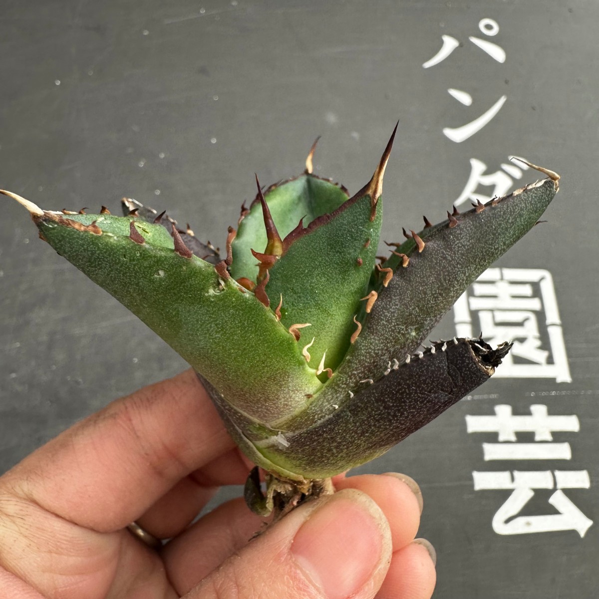 G7【パンダ園芸】アガベ　チタノタ HADES ハデス 恐竜牙歯 Agave titanota Hades　メリクロン株 発根済み _画像8