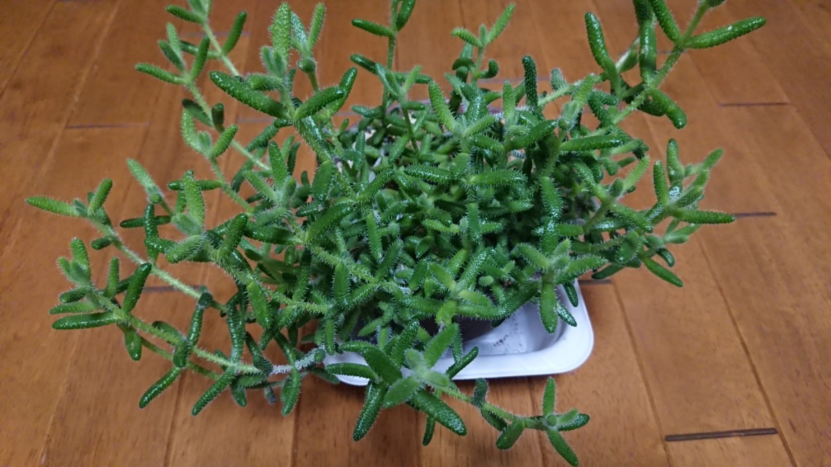 多肉植物 雪童? デロスペルマ 札落ち(※説明欄要確認)_画像2