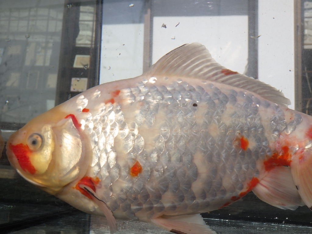 白髪親父の和金（四歳）　29.3ｃｍ 　　　雌　　九州養魚場産_画像3