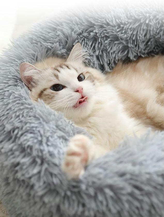  пепел собака кошка домашнее животное нежный простой круглый bed серый предотвращение скольжения подушка bed. пол теплоизоляция зима защищающий от холода собака кошка 