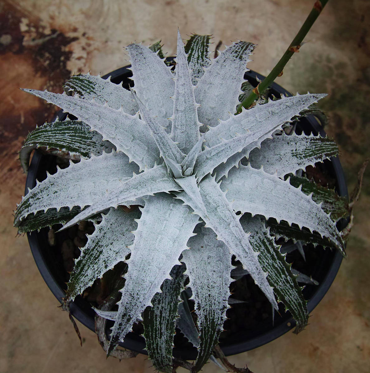 新春SALE! 5. ディッキア ★ Dyckia Iceberg Bromeliad Cultivar Register (16884)_＊親株の参考写真です